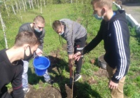 Акция «Сад памяти» Акция «Сад памяти»